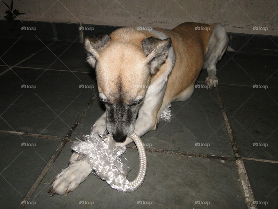 Dog, Mammal, Animal, No Person, Portrait