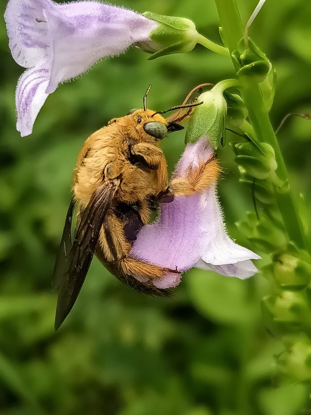 golden beetle, a beetle in Indonesia