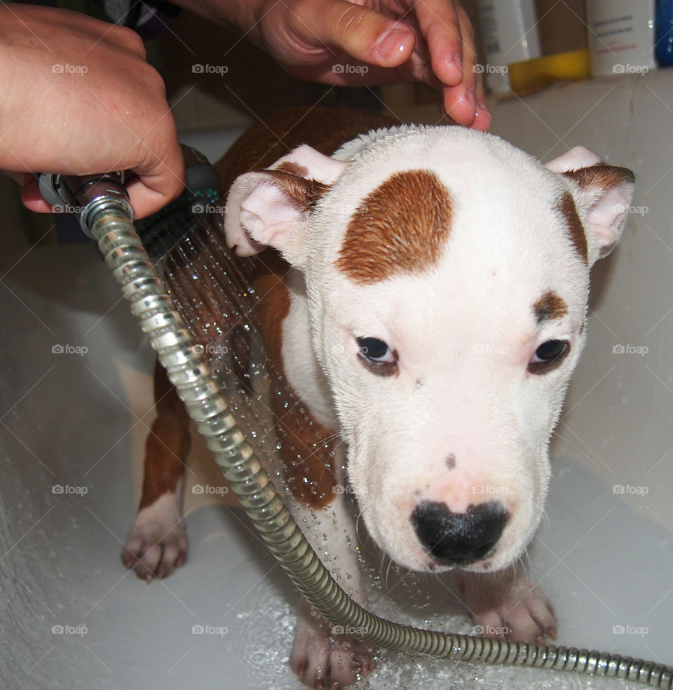 Showering the Puppy