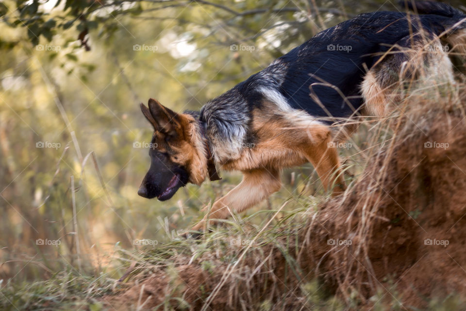 Young German shepherd puppy portrait at autumn park