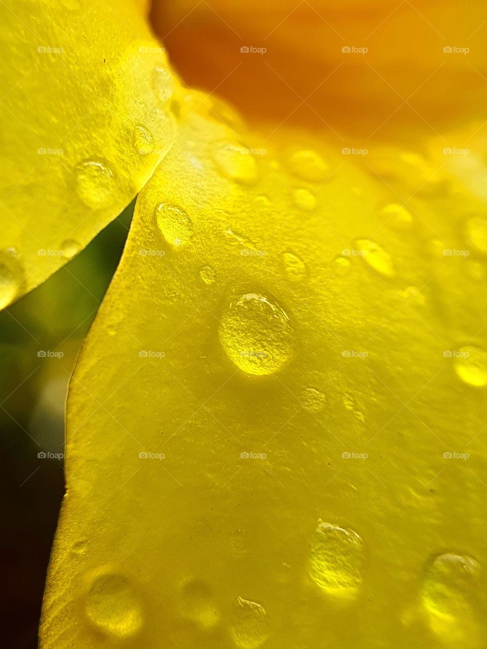 Alamanda Flower