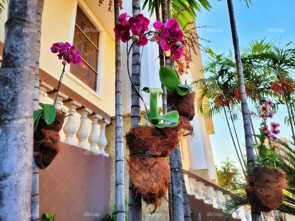 textile peony boho elegant branch season classic collection element colorful luxury paint beautiful tropical frame artistic wild holiday greenery exotic botany foliage romantic beauty petal rose decor flora natural ornament flower floral summer sprin