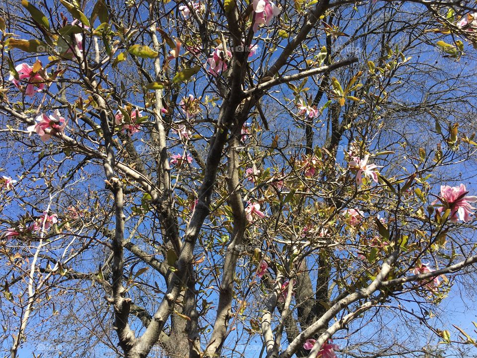 Spring pink blue