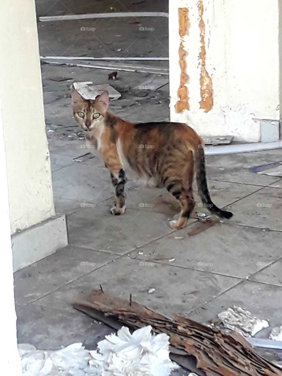 one beautiful cat alone