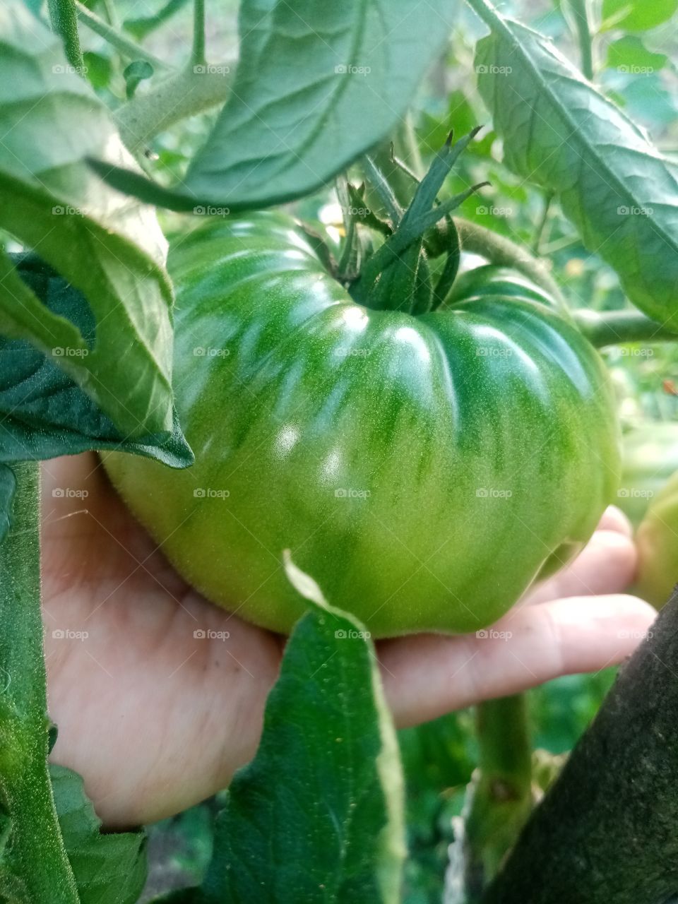 True Nature, no Filters