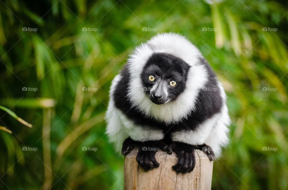 Black and white ruffed lemur - safari niagara