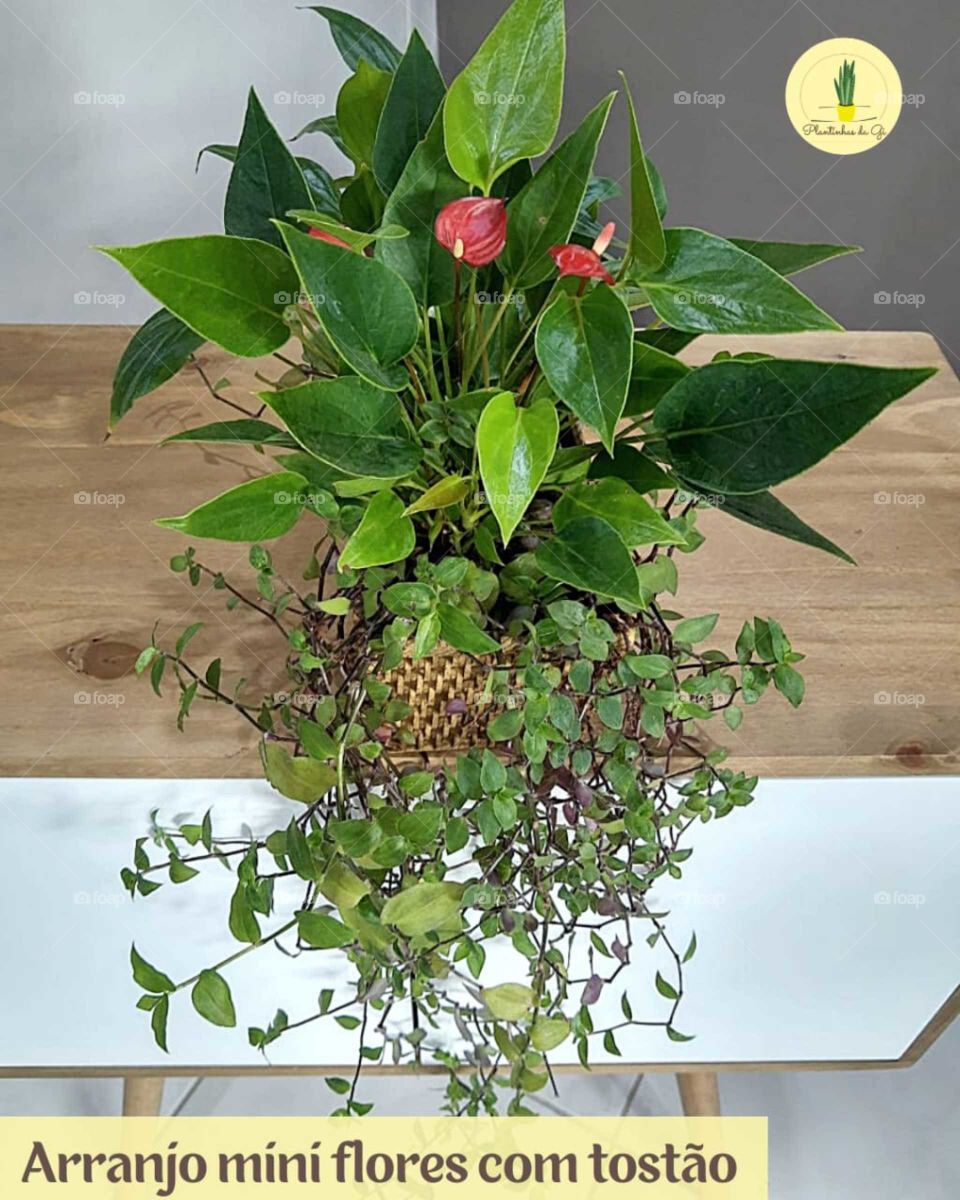 arranjo plantas mini lírios e mini antúrios