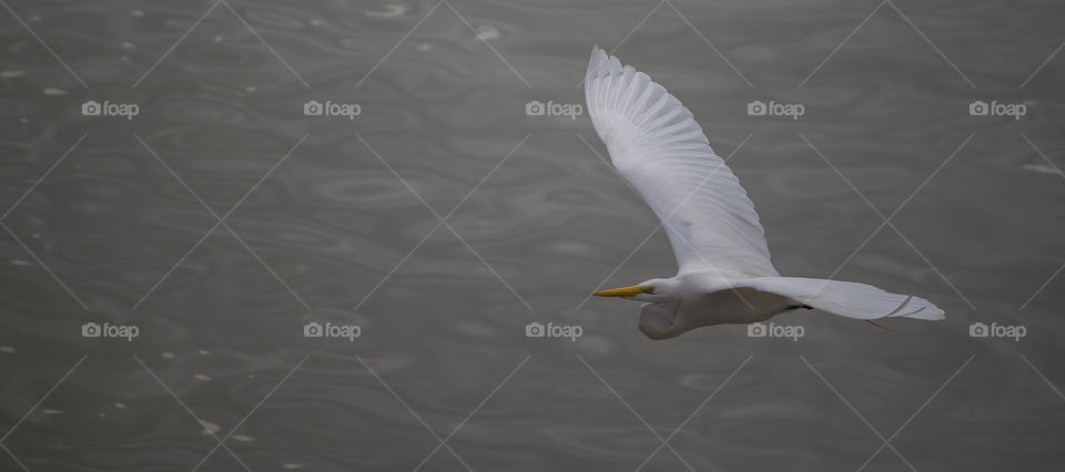 White Heron flying quietly