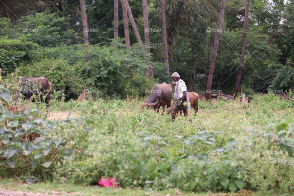 Mammal, Nature, Wood, Outdoors, Landscape