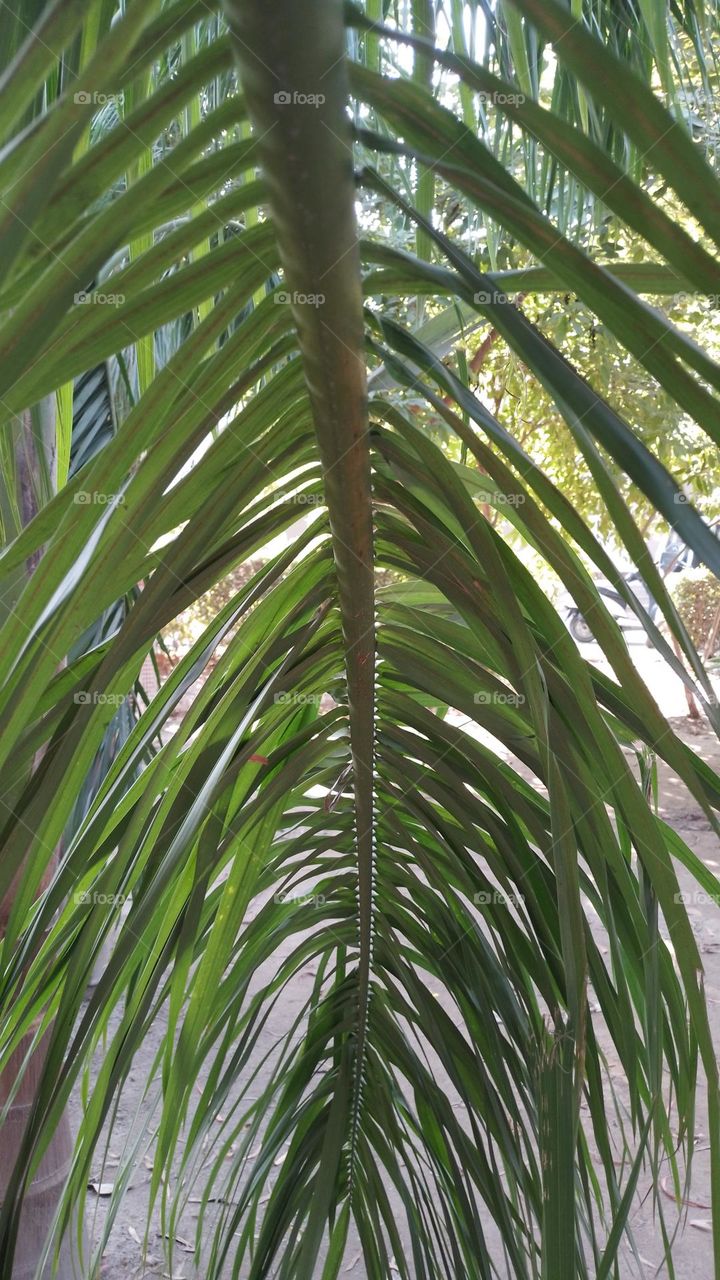 palm leaf