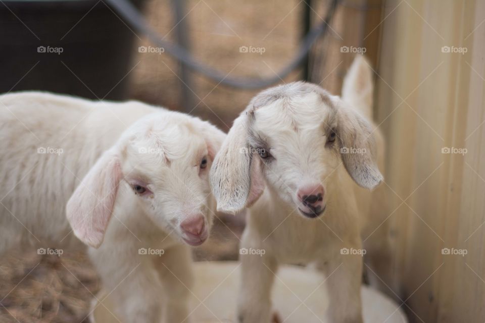 Portrait of kiko goats