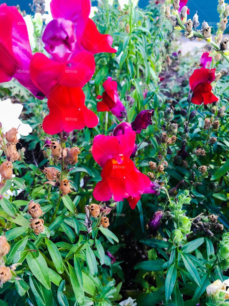 Red snapdragons 