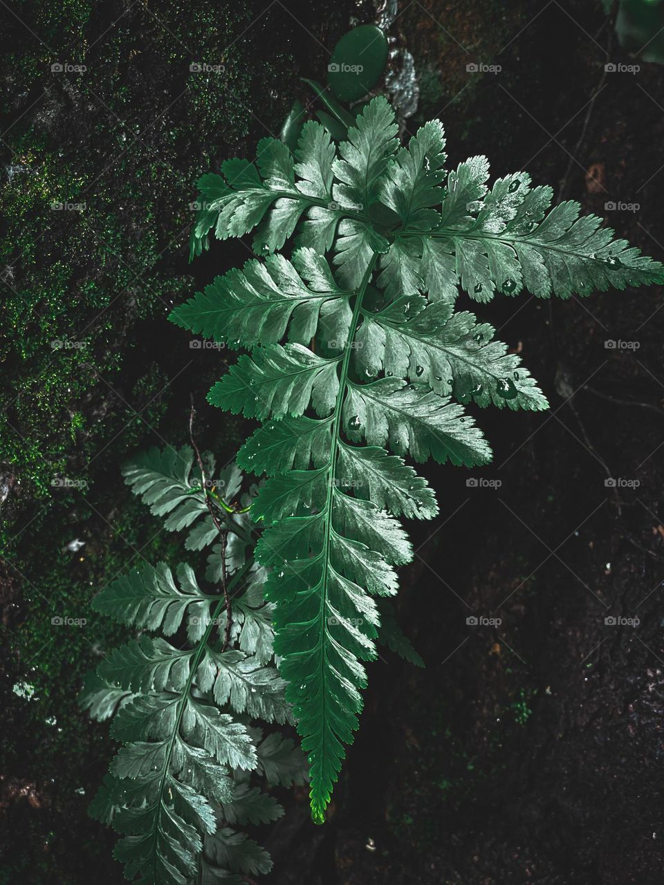 Fern in close up view with dark mode background