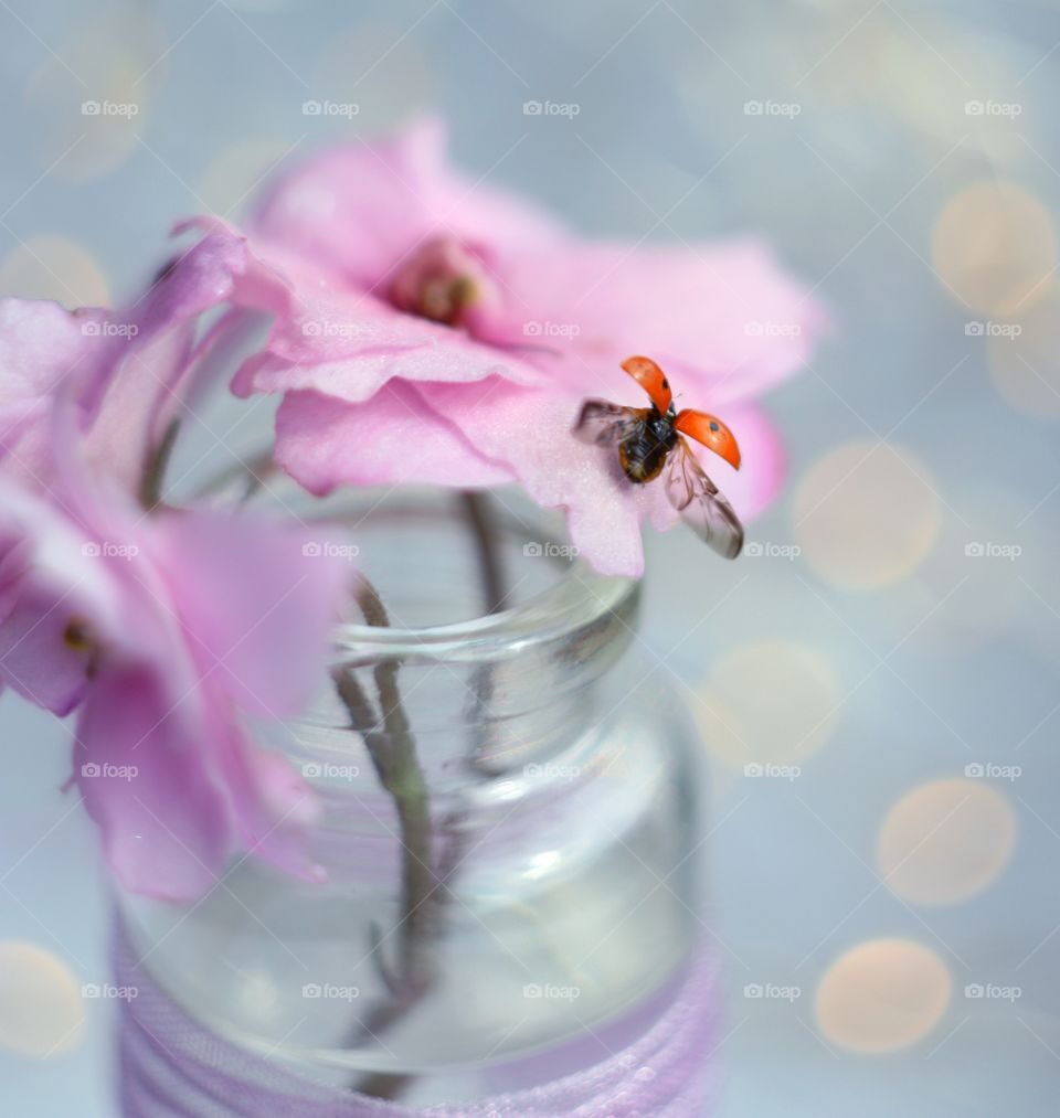 Ladybug on take-off from a flower