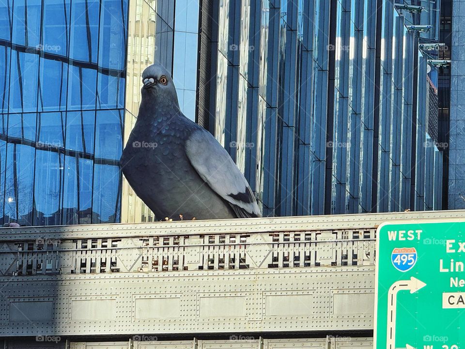 Pigeon overlooking the city streets 