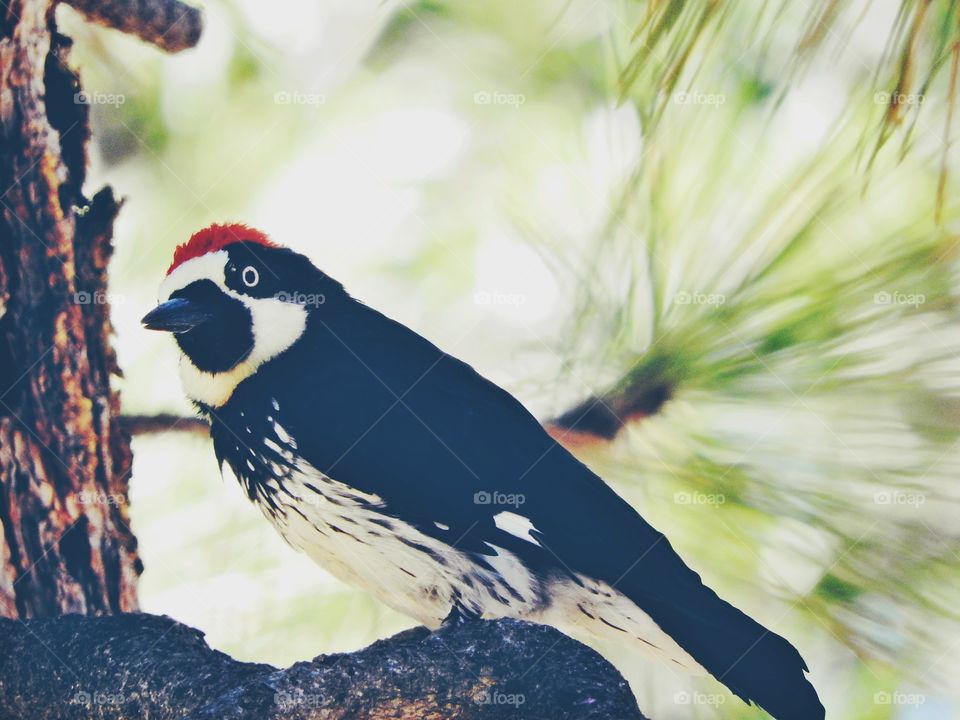 Woodpecker 