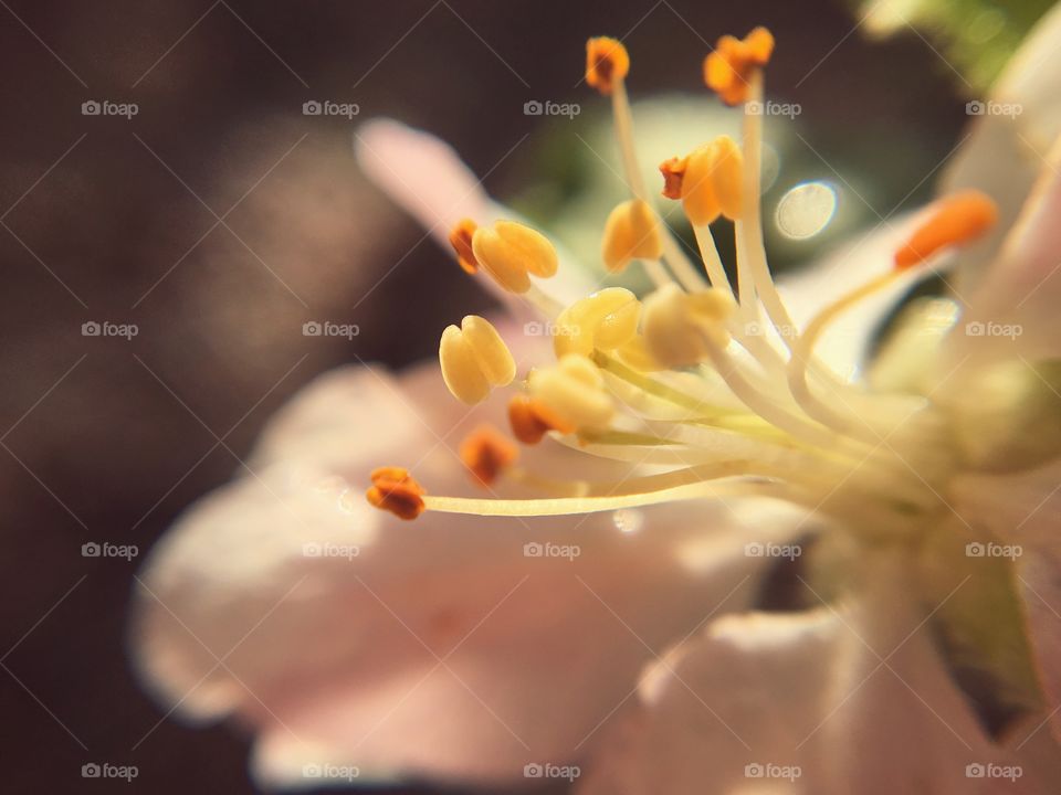 Apple Tree Bloom Stamen