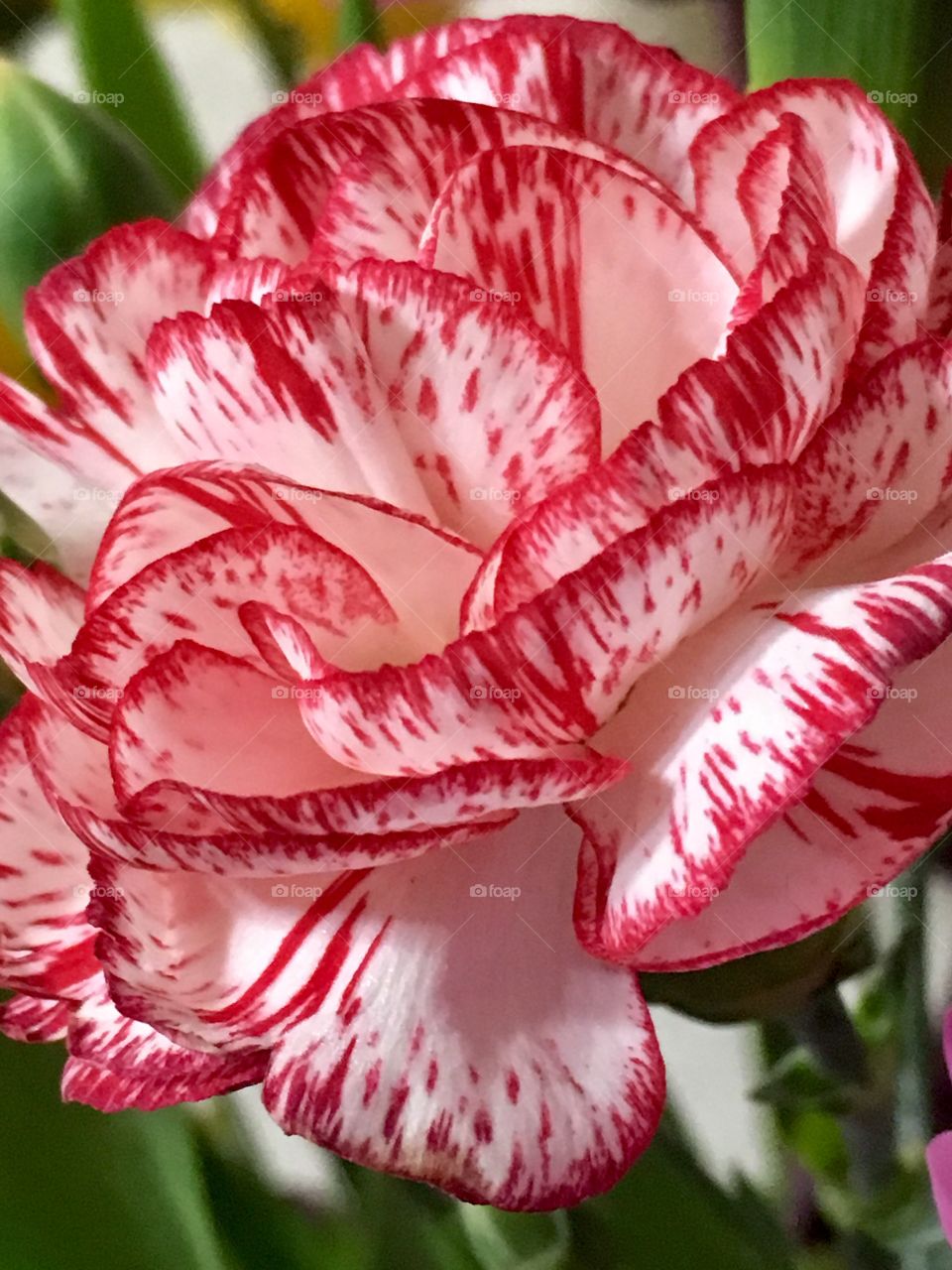 Red and white carnation 