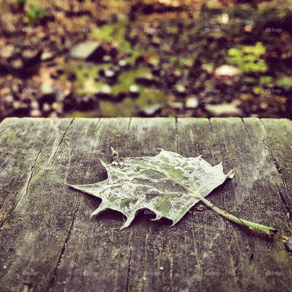 Leaf, Desktop, Fall, Texture, Abstract