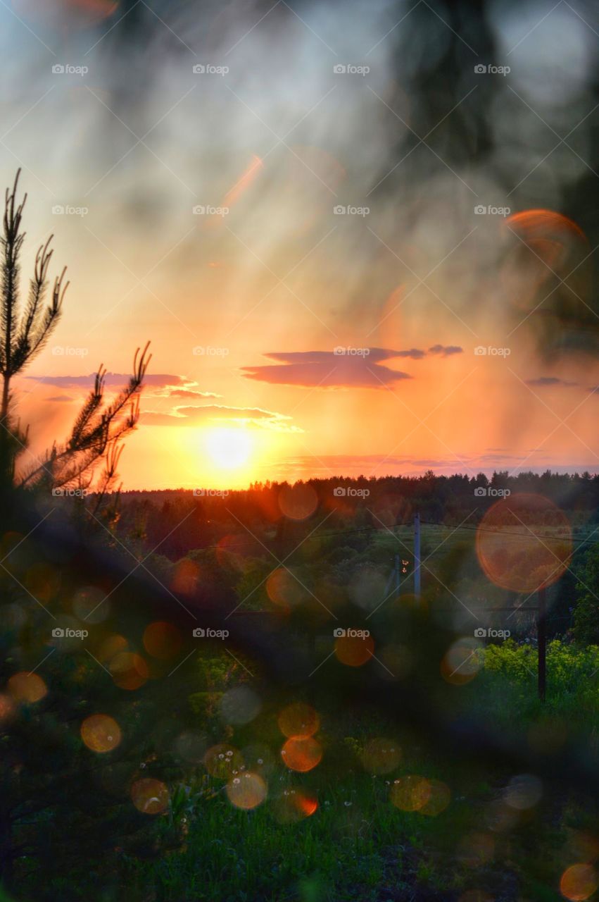 bright sunset shot through pine needles after rain. water droplets scatter light and give a bokeh effect.