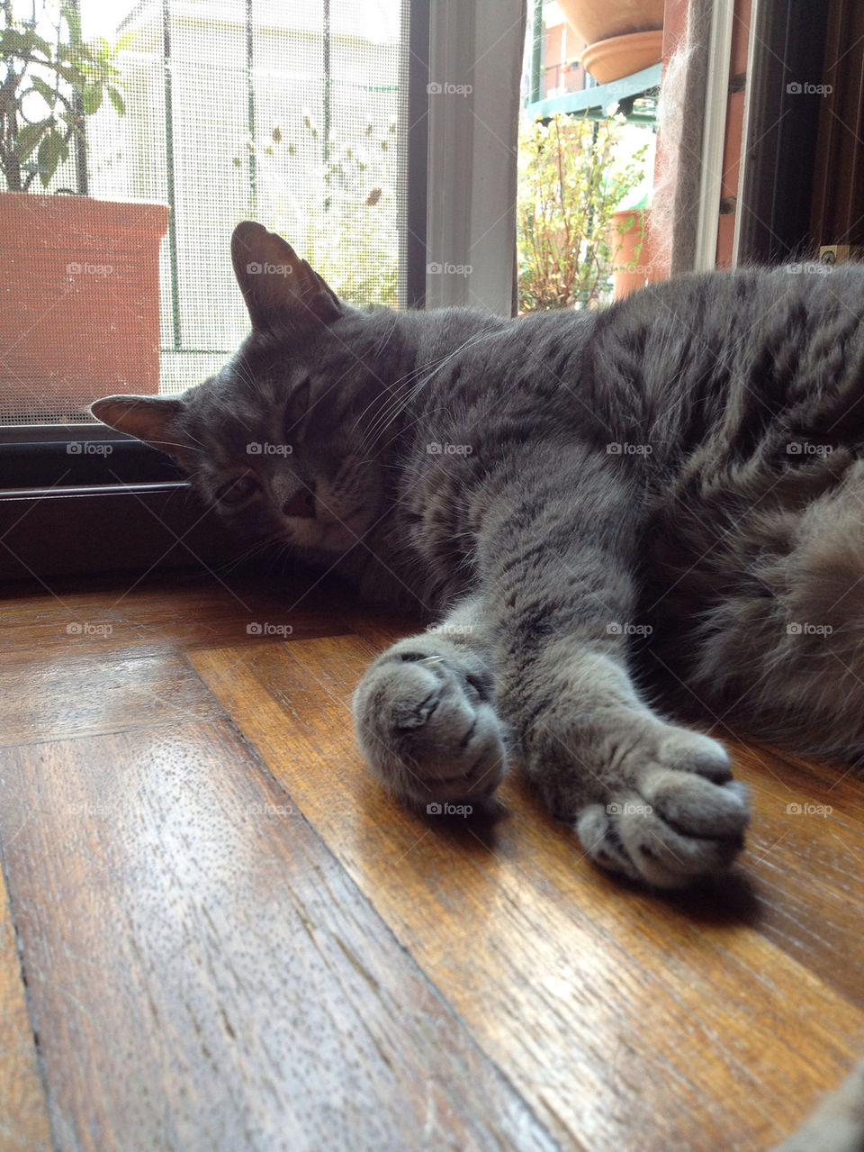 cat sleeping by adrianocastelli