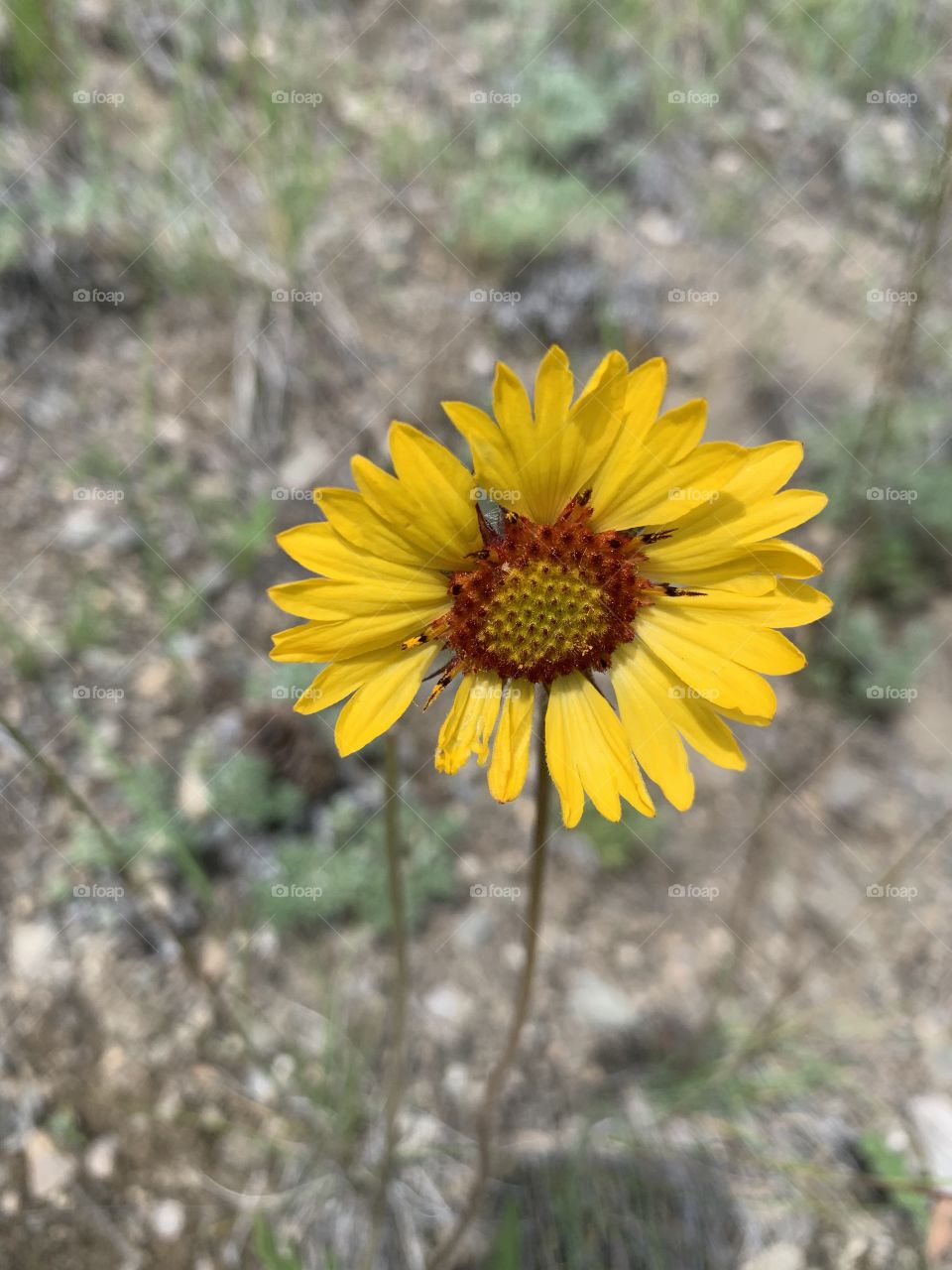 Yellow flower 