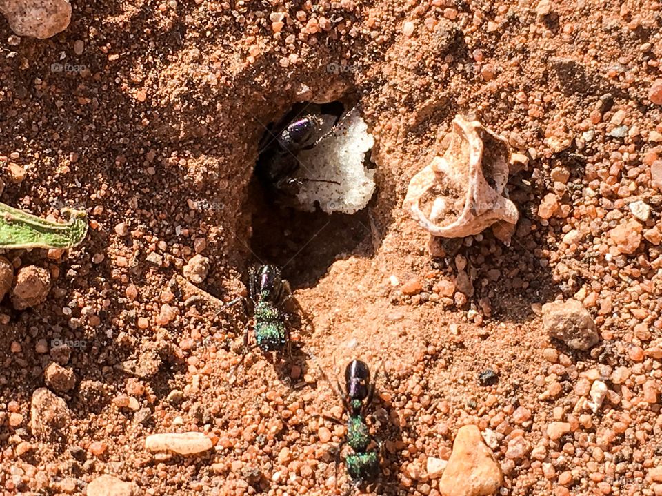 Working ants trying to pull large object into nest