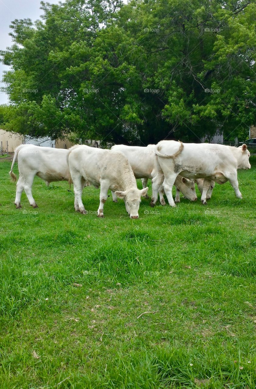 Animals. American Charolais