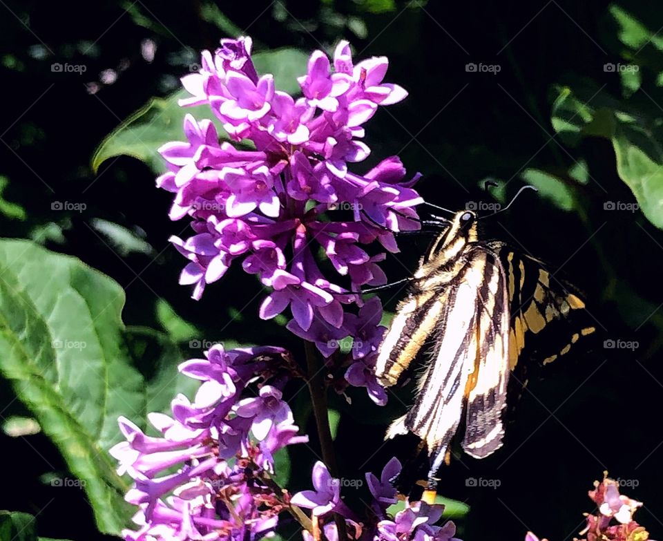 A butterfly’s face 