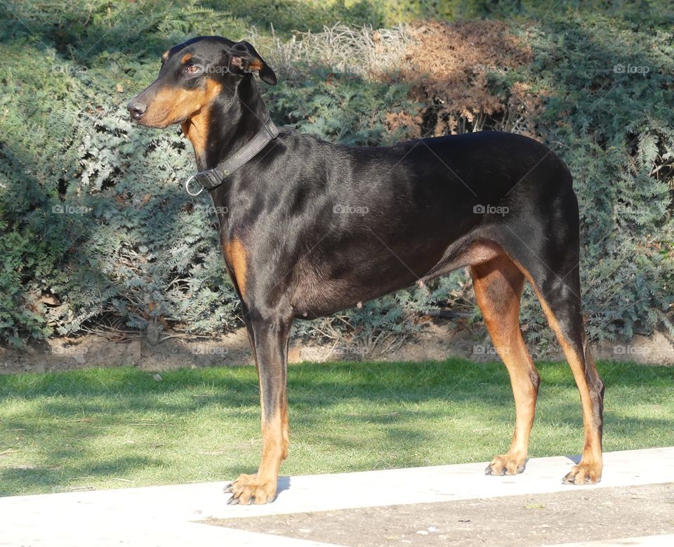 Doberman posturing   