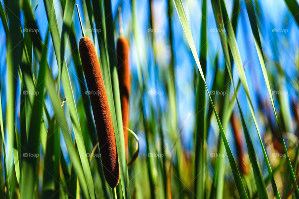 Summer Cattails 