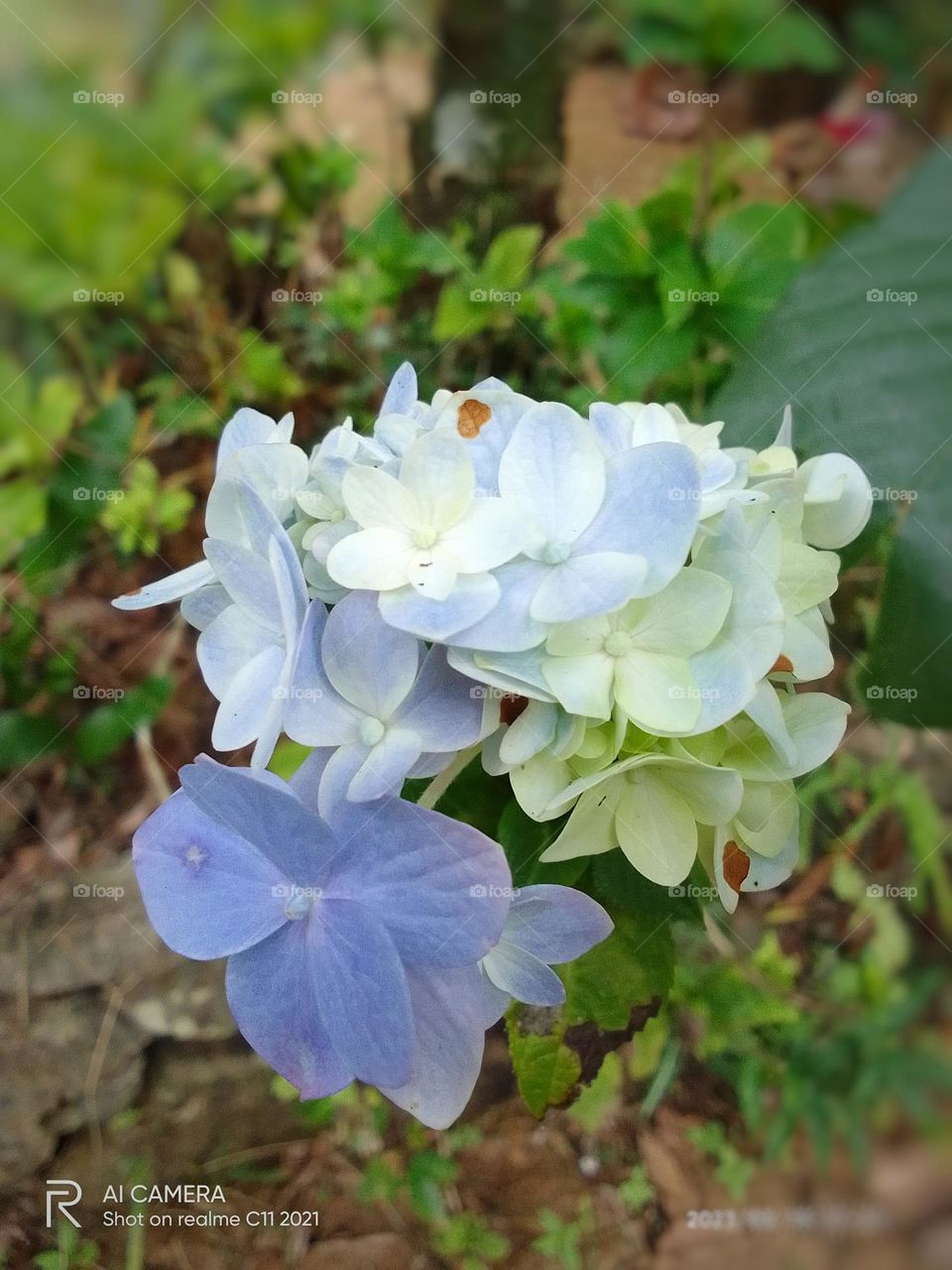 Sri lanka beautiful flower 🌺