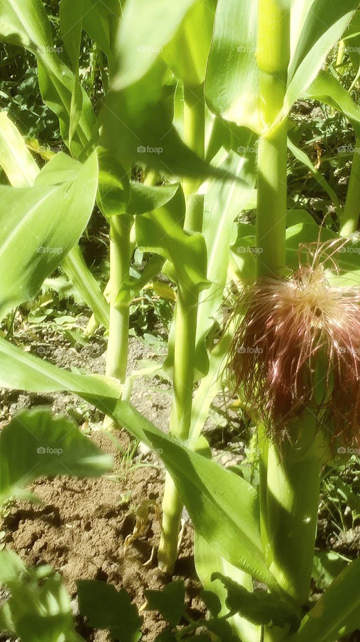 corn husks