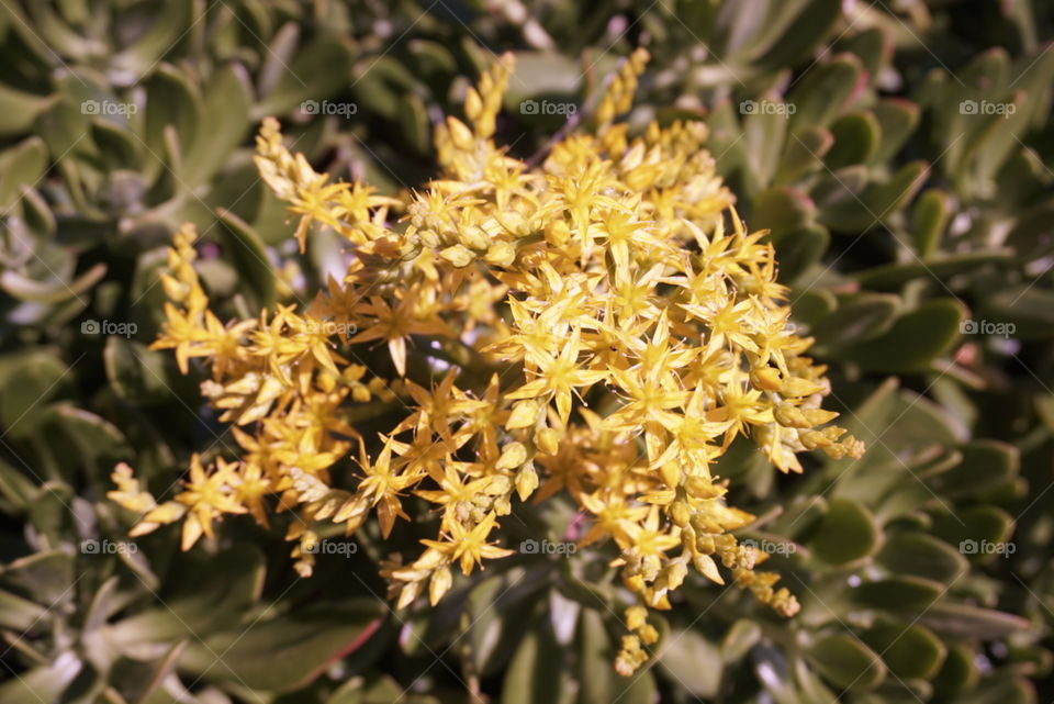 Pale Stonecrop 
Springs 
California