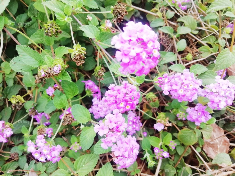 Violet colored little flowers in a garden
