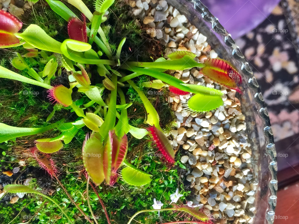 carnivorous plant