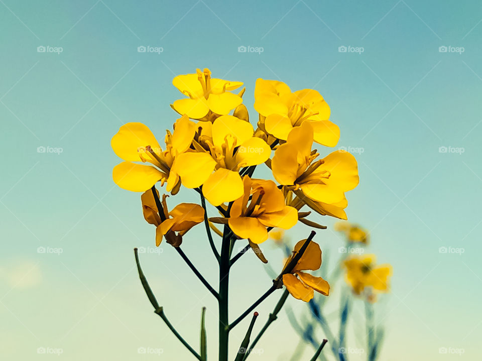 A close up shot of a full bloomed beautiful lonely yellow mustard flower