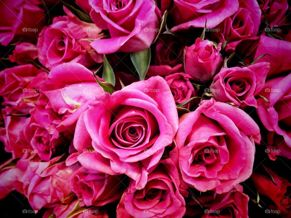 Pink roses