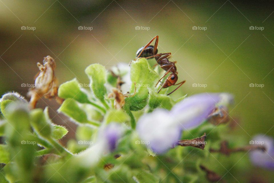 Ant on tiny purple and green plants
