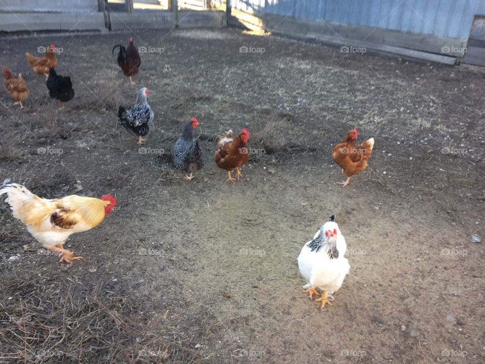 Chickens