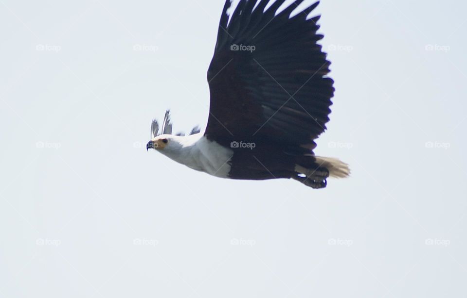 A fish eagle in flight 