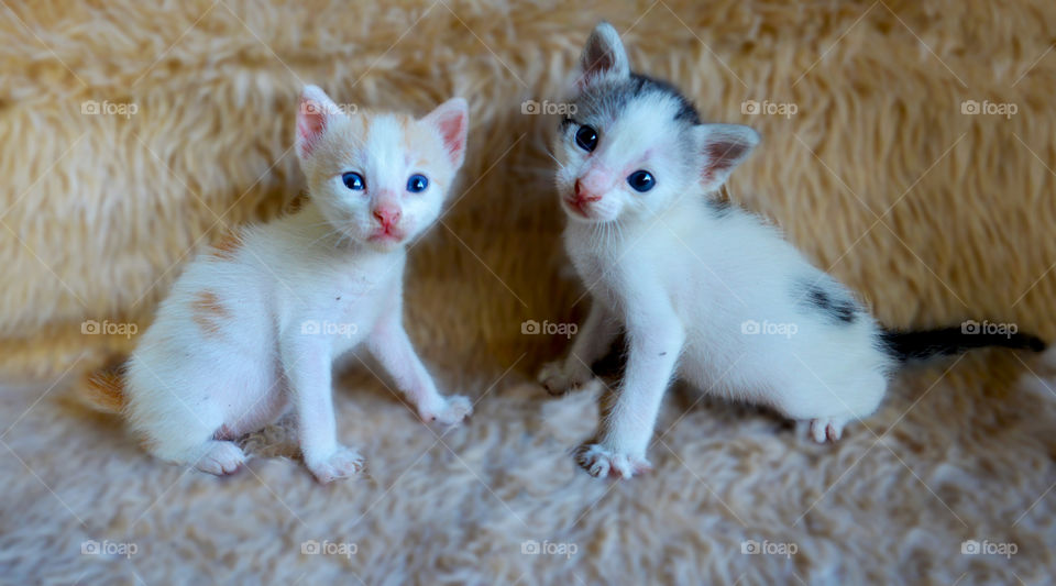 Kittens full of tenderness