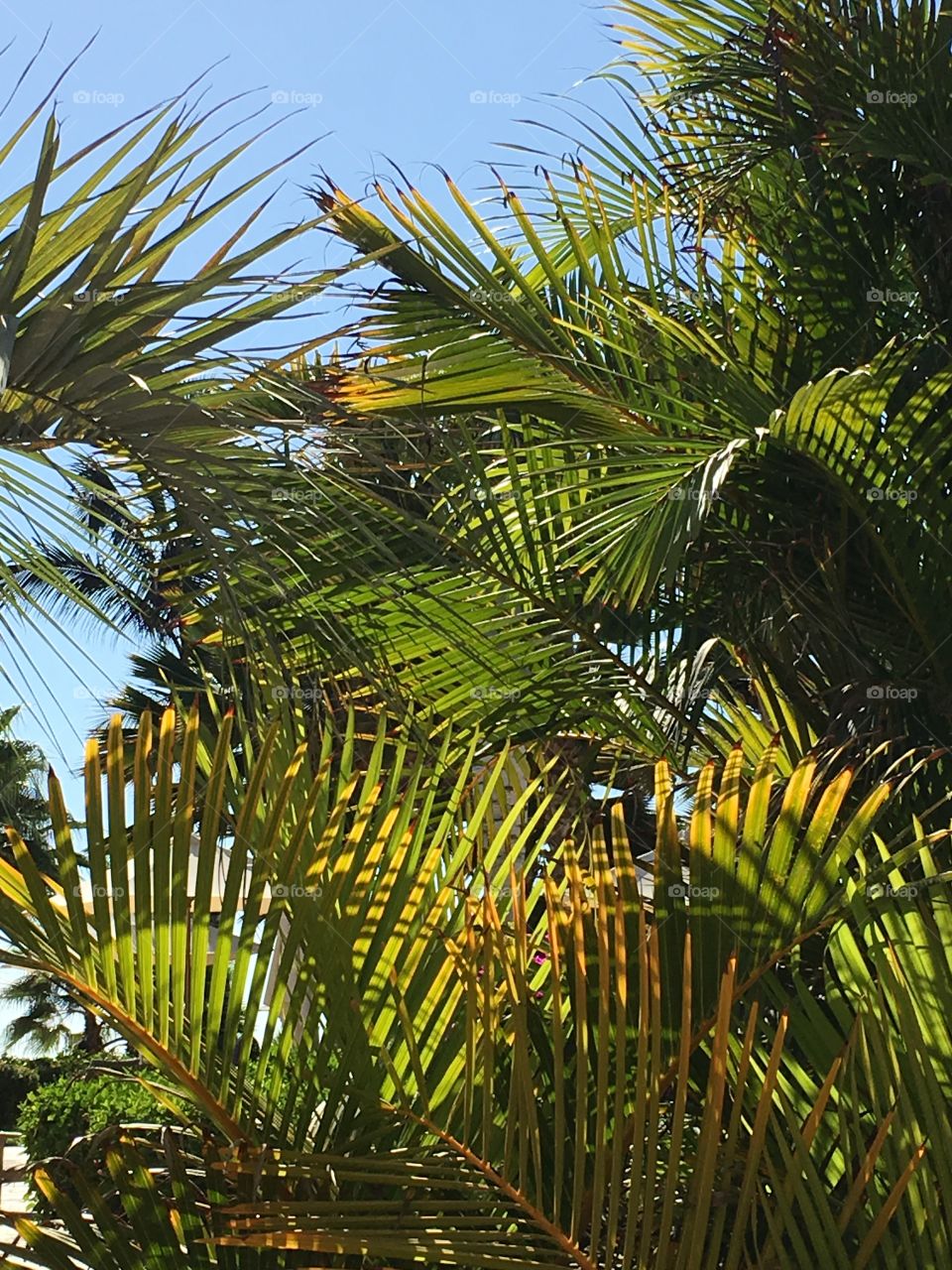 Palm tree background against a crystal blue sky.