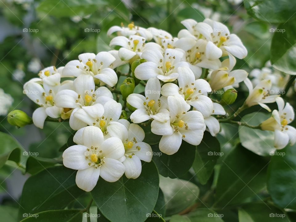 the beautiful flowers