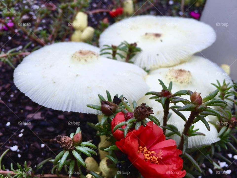 Mushrooms in the soil.