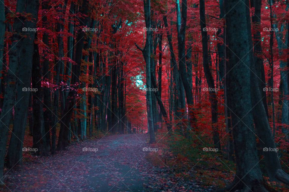 View of autumn trees