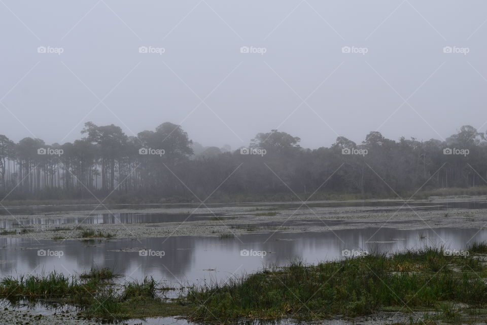 Foggy Florida Morn