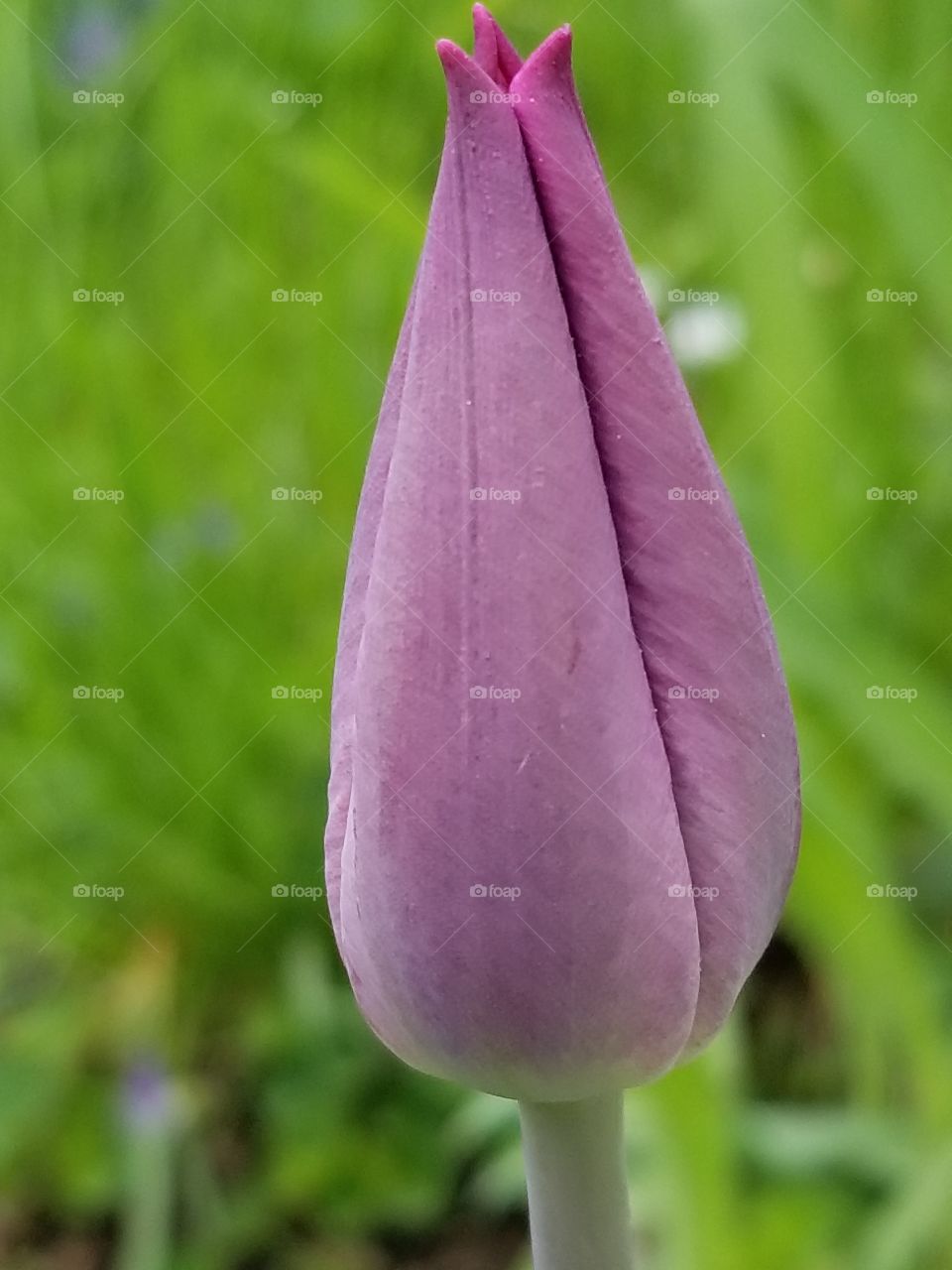 closed tulip