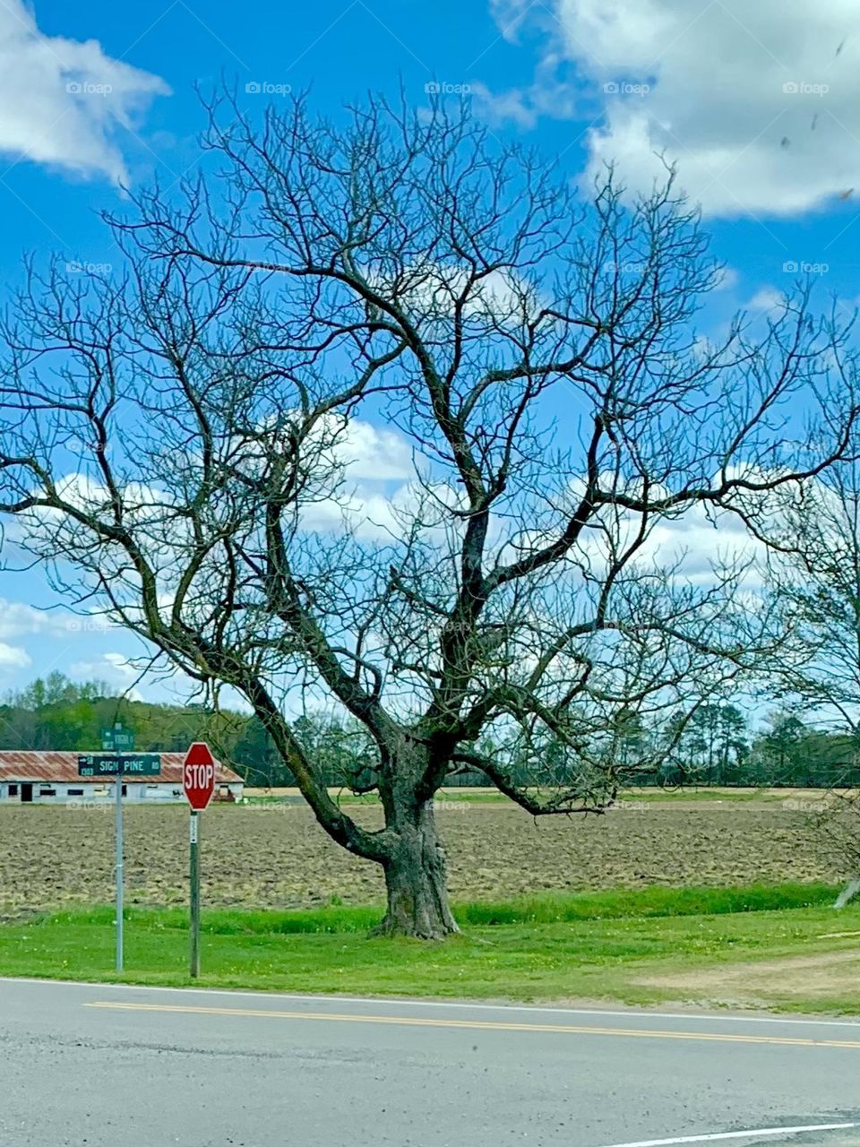 Forked tree