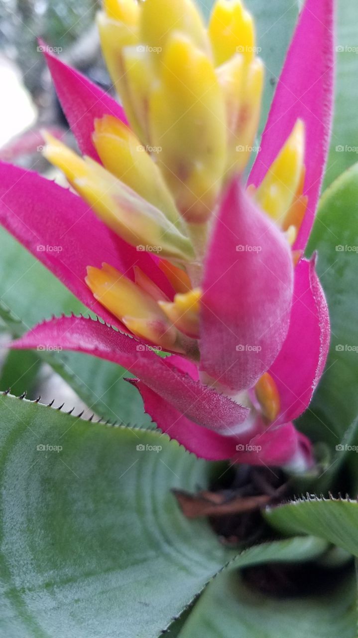 Pink story : Bromeliad just opening